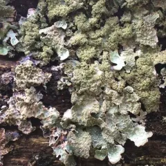 Western Shield Lichen thumbnail 3