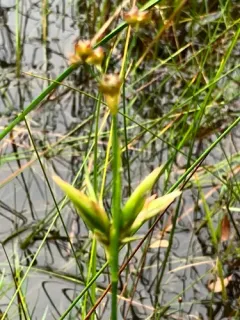 Livia bifasciata thumbnail 3