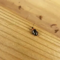 Spinach Flea Beetle thumbnail 4