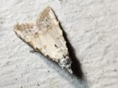 Sorghum Webworm Moth thumbnail 3