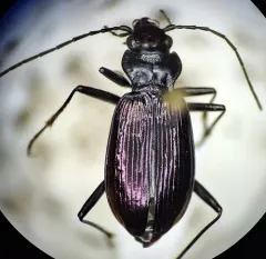 Nebria metallica thumbnail 4