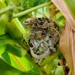 Corn Smut thumbnail 1