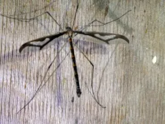 Pedicia goldsworthyi thumbnail 2