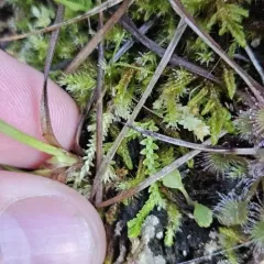 hidden spikemoss thumbnail 4
