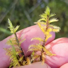 Golden Fuzzy Fen Moss thumbnail 3