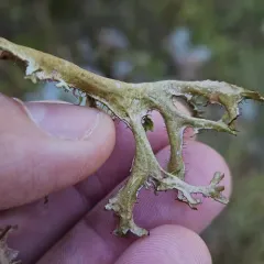 Sand-loving Iceland Lichen thumbnail 4