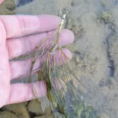 Slender-leaved pondweed thumbnail 3