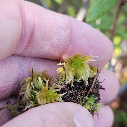 Flat-top Bogmoss