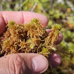 Rigid Bog-moss thumbnail 4