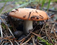 Copper Brittlegill thumbnail 3