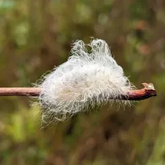 Black-waved Flannel Moth thumbnail 3