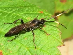 Cratichneumon viator thumbnail 3
