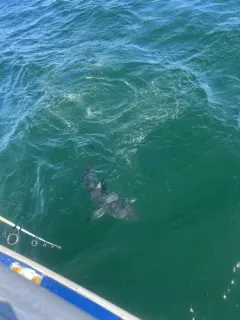 Porbeagle thumbnail 4