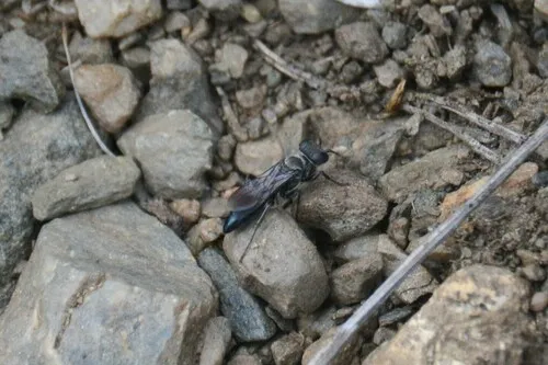 Miscophus cyanurus