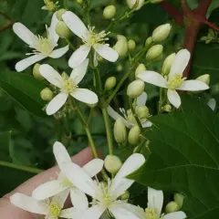 autumn clematis thumbnail 3