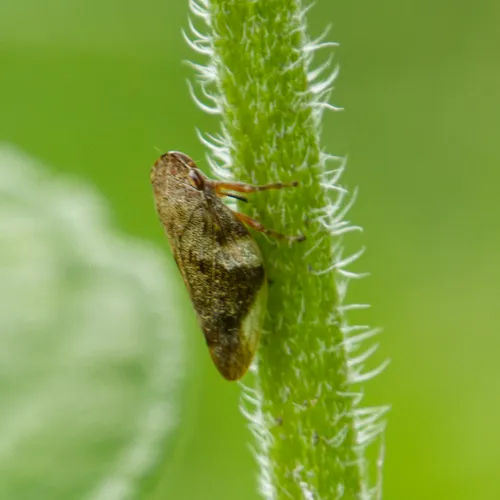 Alder Spittlebug