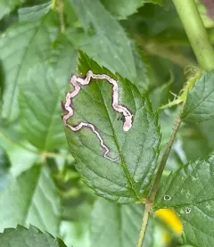 Stigmella rosaefoliella thumbnail 3