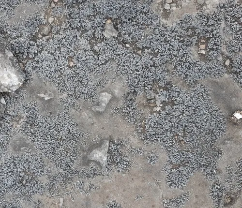 Confused Limestone Lichen