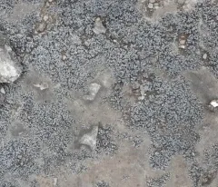Confused Limestone Lichen thumbnail 1