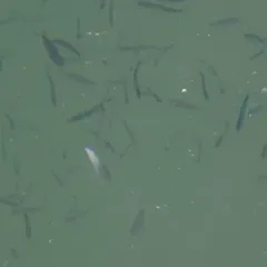 Pacific Herring thumbnail 3