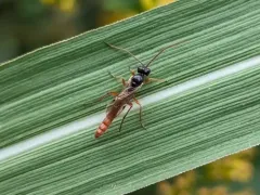 Colpognathus helvus thumbnail 3