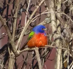 Painted Bunting thumbnail 1
