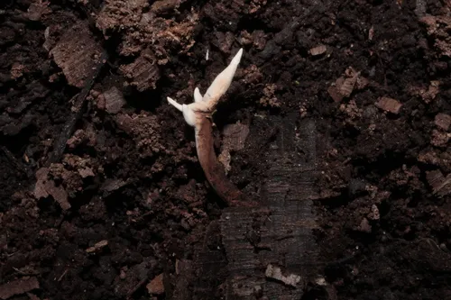 Ophiocordyceps smithii