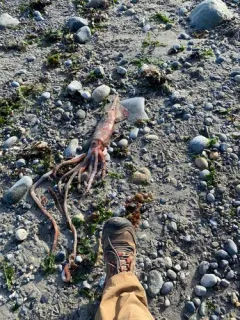 Robust Clubhook Squid thumbnail 2