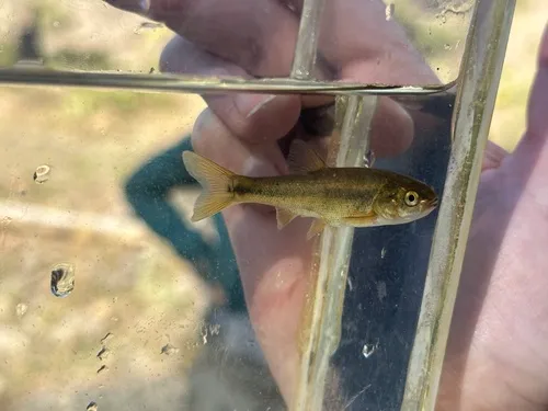 Northern Roach