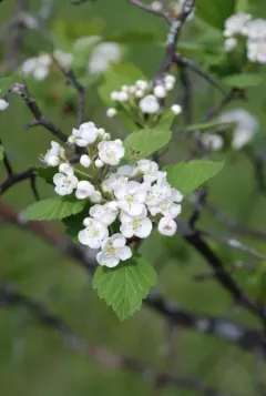 fleshy hawthorn thumbnail 2