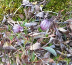 Apetalous Catchfly thumbnail 2