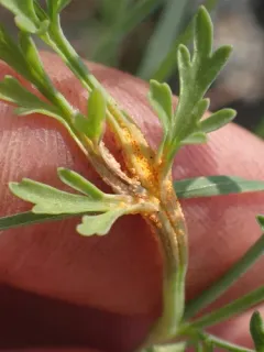 Lomatium Rust thumbnail 1