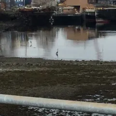 Great Blue Heron thumbnail 2