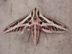Banded Sphinx thumbnail 4