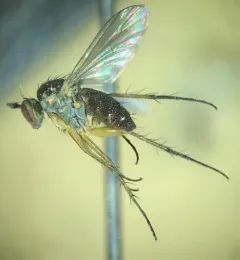 Dolichopus ramifer thumbnail 3