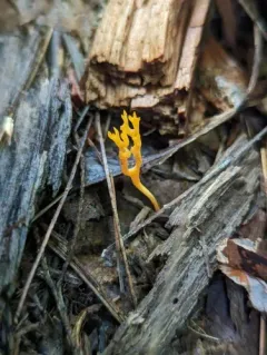 orange coral thumbnail 2