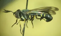 Physoconops sylvosus thumbnail 3