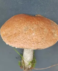 Orange Birch Bolete thumbnail 3