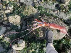 Robust Clubhook Squid thumbnail 3