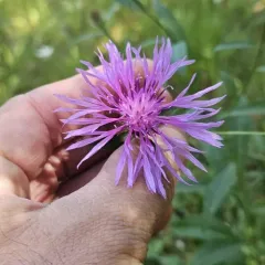 Tyrol knapweed thumbnail 2