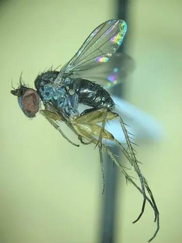 Pelastoneurus lugubris