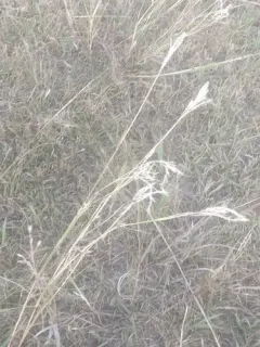 King Ranch bluestem thumbnail 1