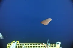 Red Jelly thumbnail 2