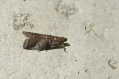 Alder Tubemaker Moth thumbnail 2