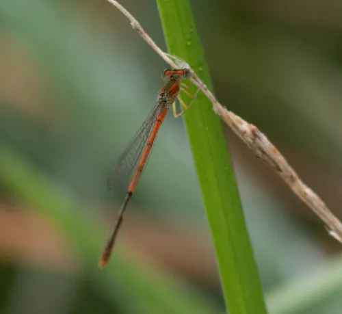 Citrine Forktail