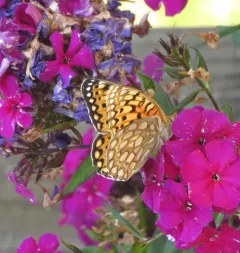 Edwards's Fritillary thumbnail 4