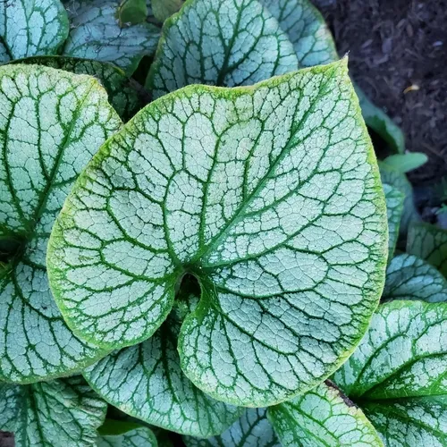 Siberian bugloss
