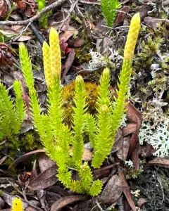 Northern Clubmoss thumbnail 1