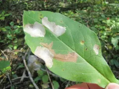 Astrotischeria occidentalis thumbnail 3