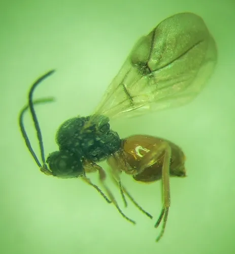 Diplolepis gracilis